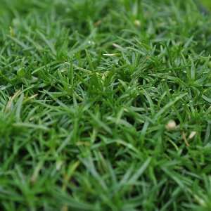  Sagina subulata   Irish Moss Patio, Lawn & Garden