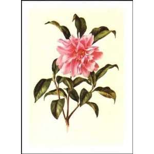  Camellia Poster Print