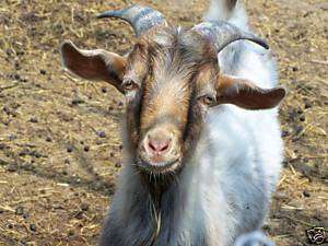 Art Photography Goat Lovers Picture Digital Photo Playful Animal 