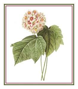   Flower Illustration of a Pink Snowball Counted Cross Stitch Chart