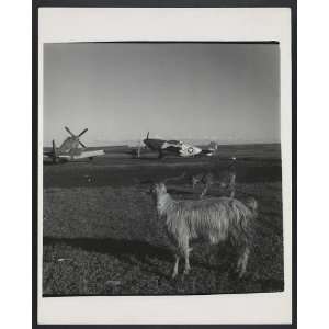  Goats on runway,Ramitelli,Italy,March 1945,airplanes in 