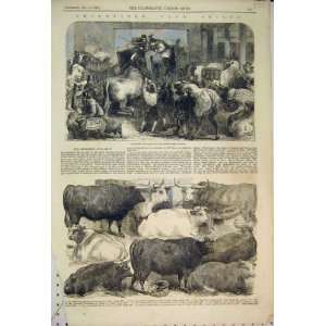  1856 Smithfield Club Show Pigs Cattle Sheep Farm Animal 