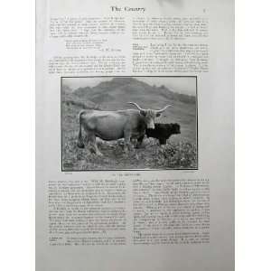  1902 Country Highland Cattles Cows Scotland Mountains 