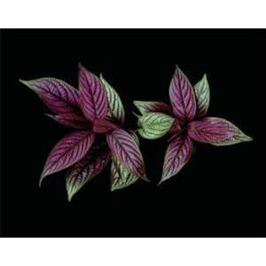   Purple Leaves   Poster by Rosemarie Stanford (14x11)