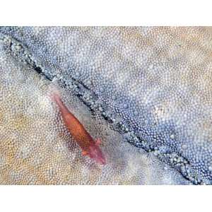  Commensal Shrimp (Periclimenes Soror) on a Seastar 