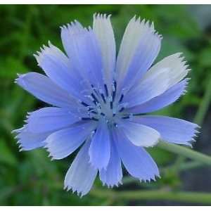  30 Blue Chicory Flower Seeds 