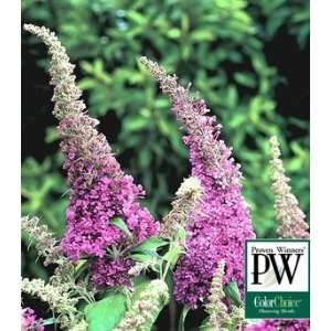  BUTTERFLY BUSH PEACOCK / 1 gallon Potted Patio, Lawn 