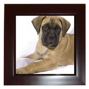  bullmastiff Puppy Dog 4 Framed Tile G0679 
