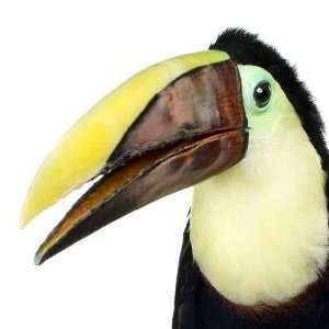  Swainsons Toucan   Peel and Stick Wall Decal by 