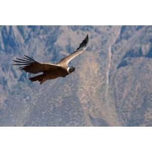  Condor Passing by in Colca Canyon   Peel and Stick Wall 