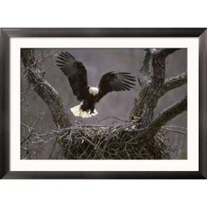  An American Bald Eagle Flies to its Nest Art Styles Framed 