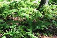 20 Mystery Ferns SPECIAL FOR LIMITED TIME  
