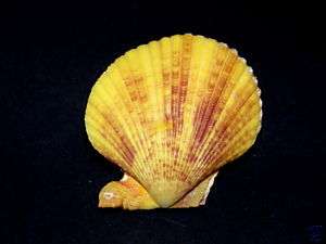 SEASHELLS PECTEN NOBILIS, FREAK, SHELLS  