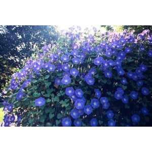  Morning Glory Heavenly Blue 25+ Seeds Stunner for Years to 