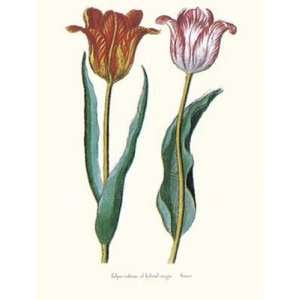 Tulipa Cultivar by George Wolfgang Knorr Grocery & Gourmet Food