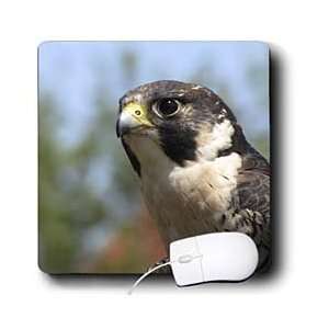   Nature N Wildlife birds   Peregrine Falcon   Mouse Pads Electronics