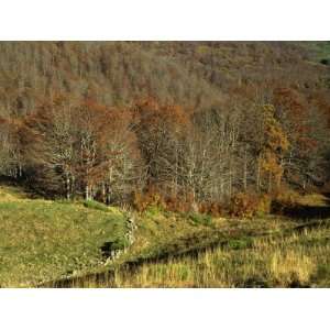  Landscape of Woods in the Autumn, Near Salers, Cantal, in 