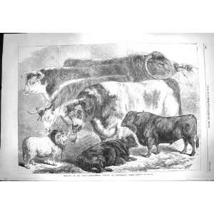   1869 Prize Cattle Agricultural Society Show Manchester