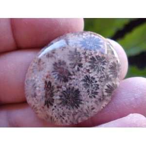   Coral Fossil Flower Agate Oval Cabochon Large  