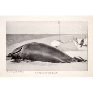  1920 Print Flaw Bow Head Whale Point Barrow Arctic Coast 