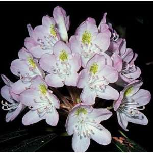  Ros Rhododendron, Rhododendron Maximum, 5 Seeds Patio 