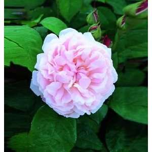    Redoute (Rosa English Rose)   Bare Root Rose Patio, Lawn & Garden