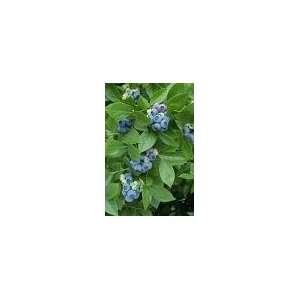  40 Highbush Blueberry Seeds Patio, Lawn & Garden