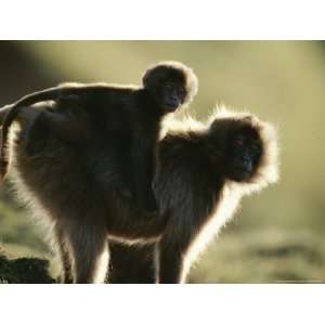  A Female Gelada with Her Baby on Her Back Photographers 