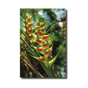  Heliconia Flower Dominica Giclee Print