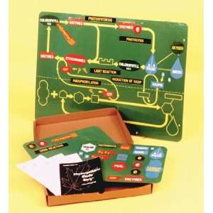  National Teaching Aids T 605 Teaching Photosynthesis Toys 