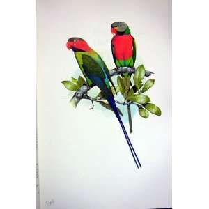  World Parrots 1973 Moustached & Lond Tail Parakeet