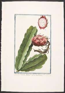 Bonelli 1772 Hortus Romanus RARE Engraving. Cactus. 5 4  