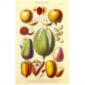  William Rhind   History of the Vegetable Kingdom Ii Size 