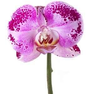  Enchanted Orchid Type home fragrance oil 15ml Beauty