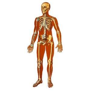 The Human Skeleton Giant Poster  Industrial & Scientific