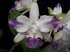 Cattleya intermedia coerulea aquinii Blue Rhapsody x self orchid 
