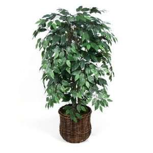  Green Ficus Bush with Rattan Basket Height 48