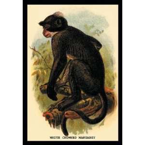  White Crowned Mangabey 12x18 Giclee on canvas