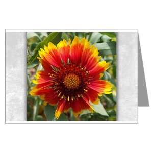  Greeting Card Blanket Flower (like Daisy or Sunflower 