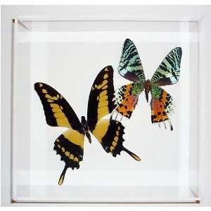  Thoas Swallowtail Butterfly & Sunset Moth   Framed 