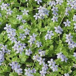 Laurentia fluviatilis   Blue Star Creeper 3 1/2 inch Pots  