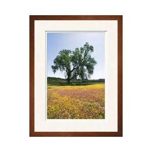  Lone Oak Tree San Antonio Lake California Framed Giclee 
