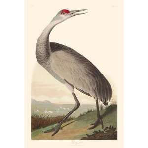  Audubons Fifty Best Birds, Hooping Crane