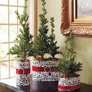   Three Miniature Potted Pine Trees   Frontgate
