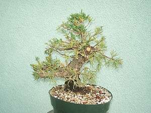 San Jose juniper bonsai stock(2sj110st)Nice size trunk,great movement 