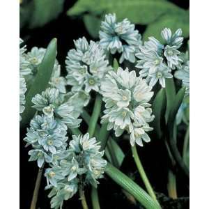    Puschkinia Libanotica porcelain blue 25_bulbs Patio, Lawn & Garden