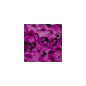  Petunia Easy Wave® Violet Hybrid Patio, Lawn & Garden