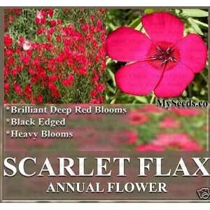   DEEP RED HEAVY BLOOMS Flower Seeds ~ Zone 3 10 ~ Patio, Lawn & Garden