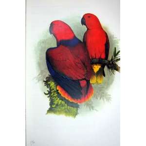 World Parrots 1973 Grand Electus Parrot 