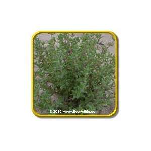  1/4 Lb   Common Thyme   Bulk Herb Seeds Patio, Lawn 
